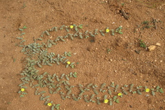 Tribulus terrestris
